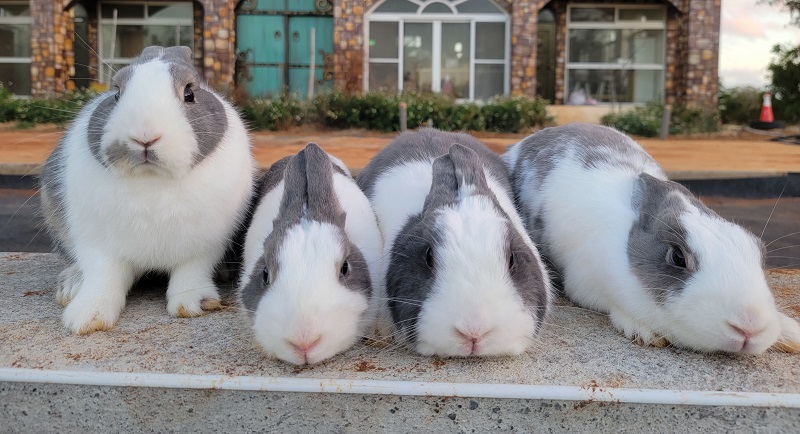 城堡裡的四隻小兔