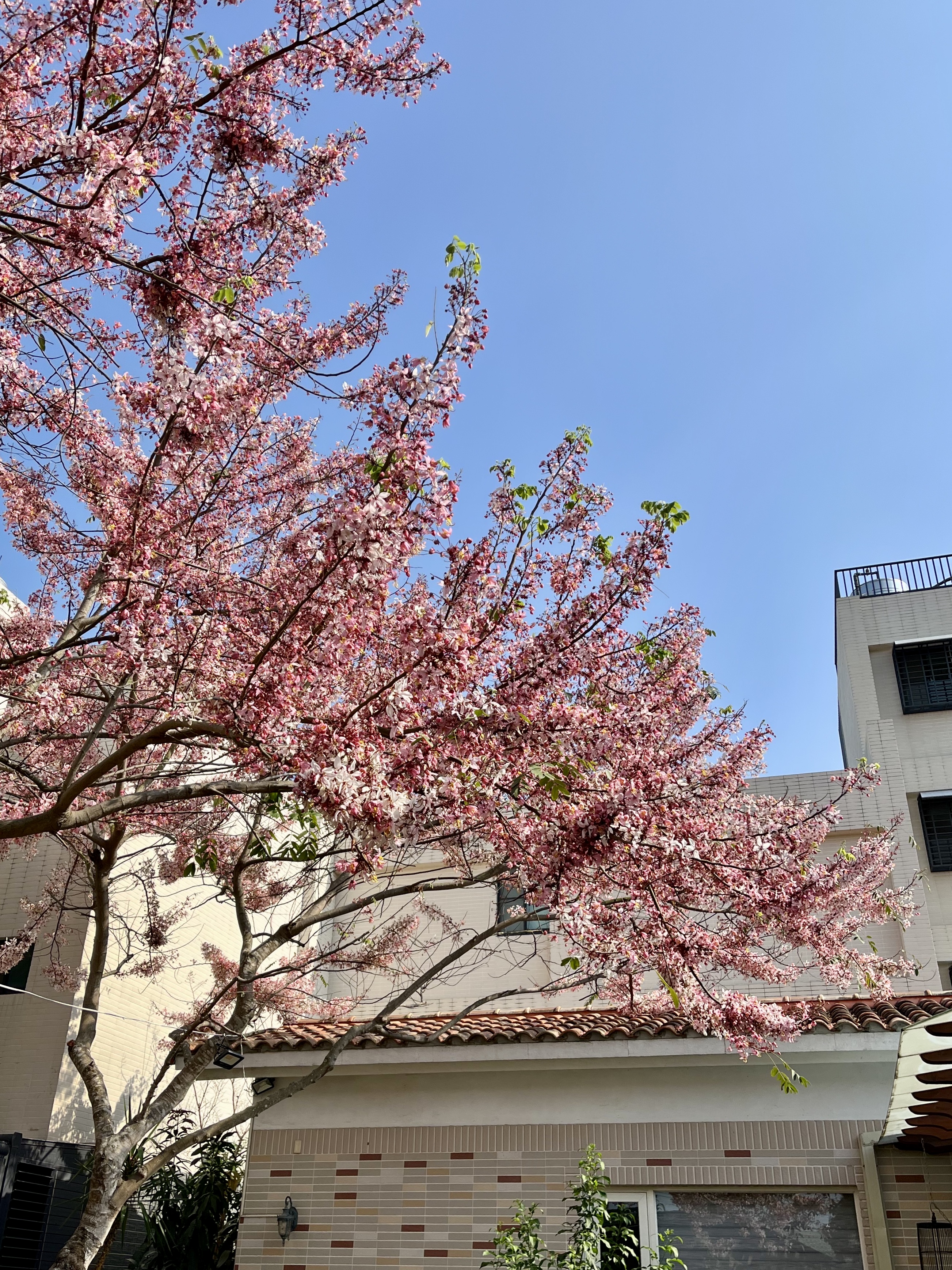 柳迎花香會館