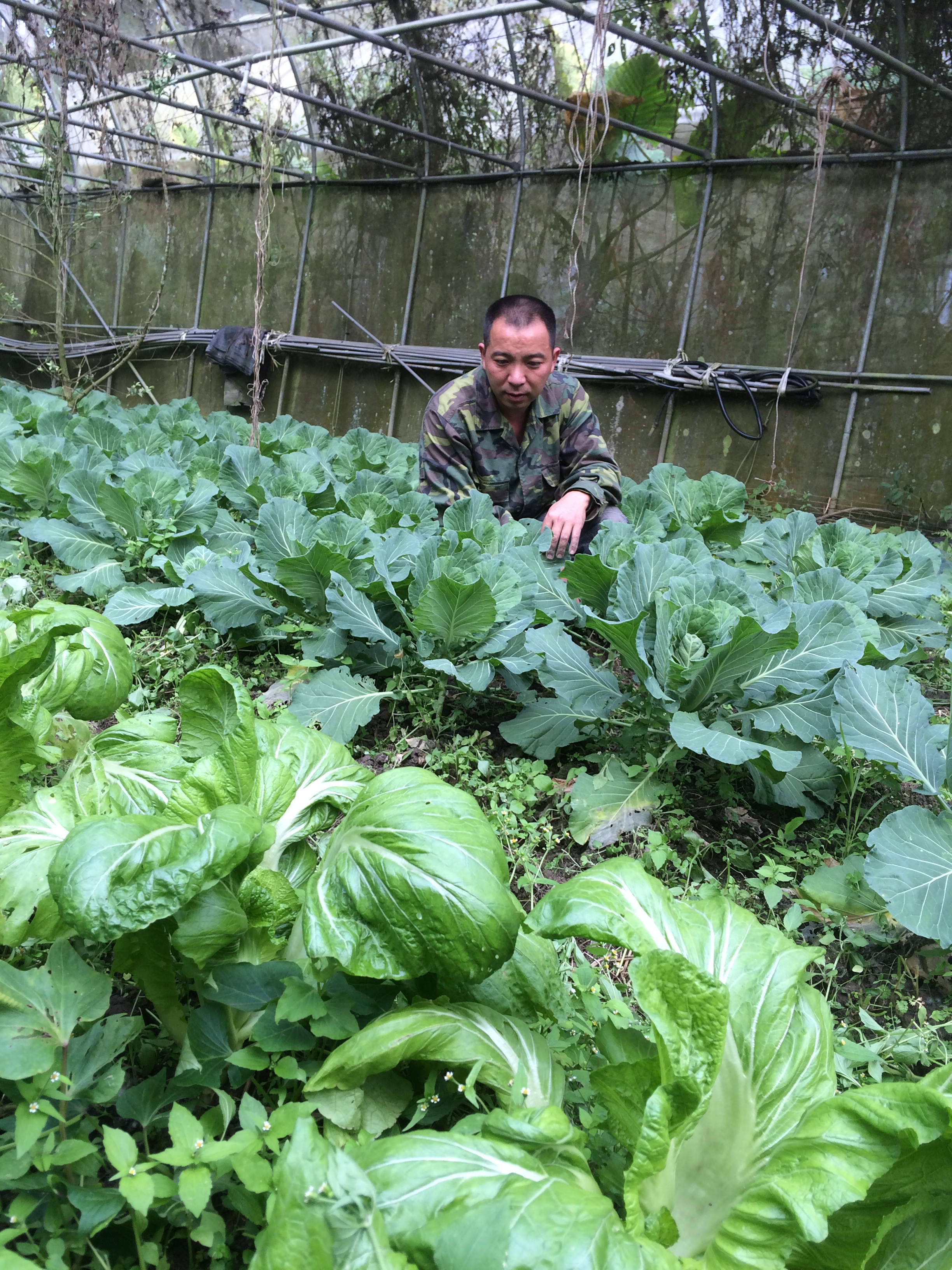 野菜園-溫室有機蔬菜